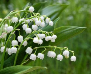 NAHOMA_NEVERS_MUGUET