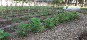 NAHOMA-NEVERS-POTAGER-EVOLUTION