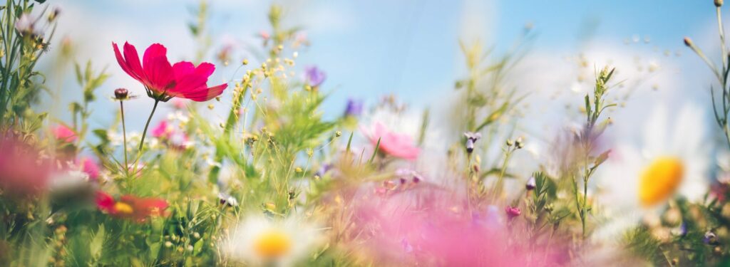 Un printemps riche en évènements, à la Résidence NAHOMA Vernon