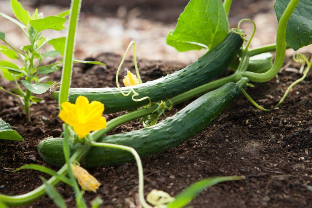 Fruits et légumes d’été : comment (bien) les cuisiner ?