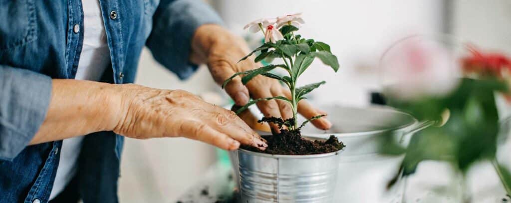 Les plantes d’intérieur incontournables (et increvables) à avoir chez soi